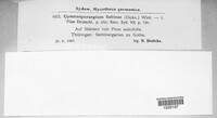 Gymnosporangium sabinae image